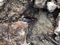 Platynus angustatus thumbnail 1