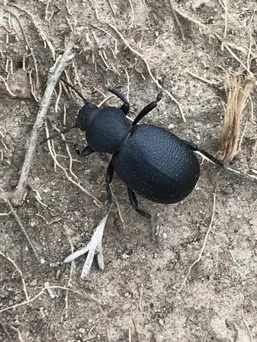 Eleodes novoverrucula