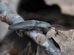 Paractenicera fulvipes thumbnail 3