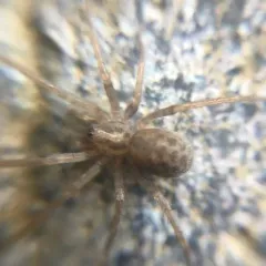 Barn Funnel Weaver thumbnail 4