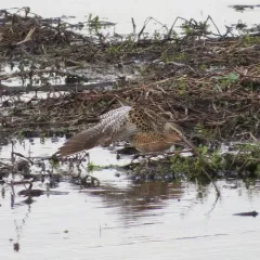 Short-billed Dowitcher thumbnail 2