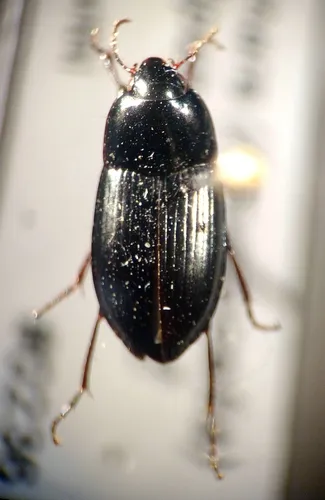 Amara ellipsis