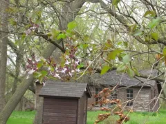 korean lilac thumbnail 1