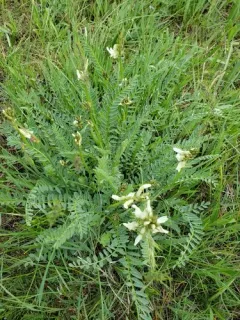 Blue Mountain Milkvetch thumbnail 2