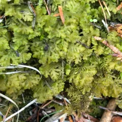 Handsome Woollywort thumbnail 2