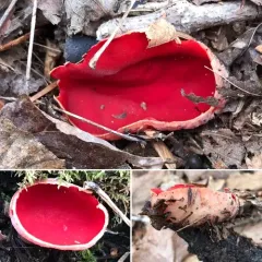 Scarlet Elfcup thumbnail 2