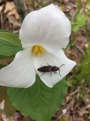 Marsh Click Beetle
