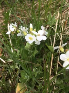 Garden Arabis thumbnail 4