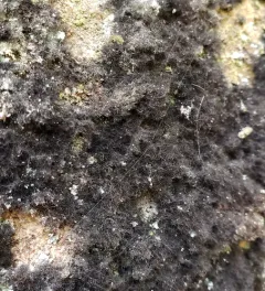 Velvet Lichen thumbnail 1