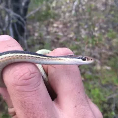 Common Ribbon Snake thumbnail 3
