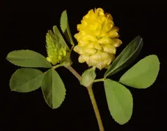 hop trefoil thumbnail 3