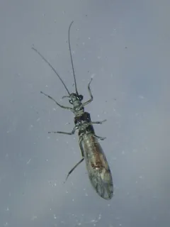 Intrepid Forestfly thumbnail 2