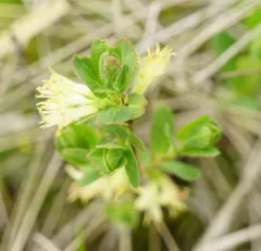 Sweetberry Honeysuckle thumbnail 3