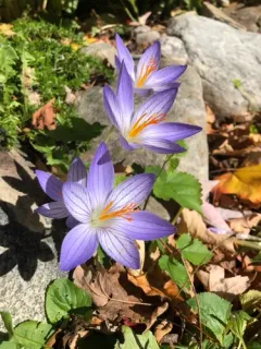 Bieberstein's Crocus thumbnail 1