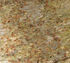 Arthonia helvola thumbnail 3