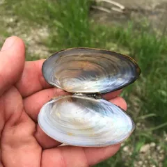 Giant Floater thumbnail 2