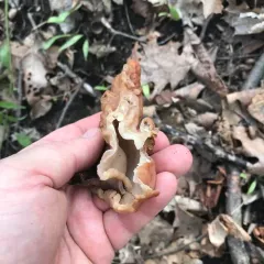 Neogyromitra brunnea thumbnail 3