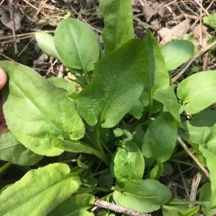 Arrow-leaved Aster thumbnail 3