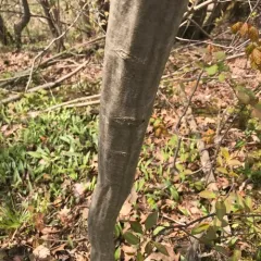 American hornbeam thumbnail 4
