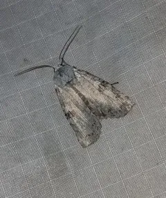 Pale Green Pinion thumbnail 3