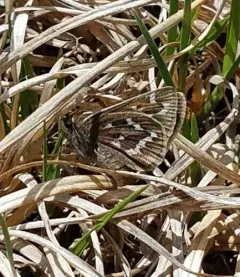 Cobweb Skipper thumbnail 3