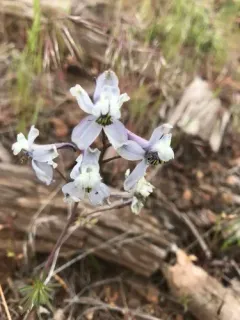 Thinpetal larkspur thumbnail 2