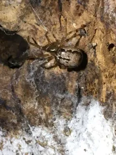 marbled cobweb spider thumbnail 2