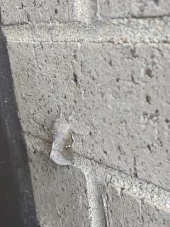 Honey Locust Moth thumbnail 2