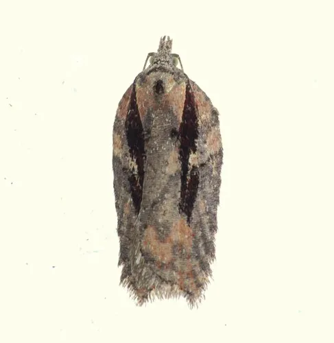 Multiform Leafroller Moth
