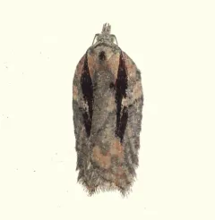 Multiform Leafroller Moth thumbnail 1