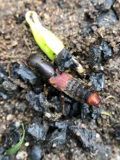 Cinnamon Rove Beetle thumbnail 2