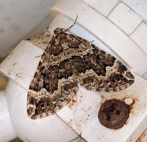 Water Carpet Moth