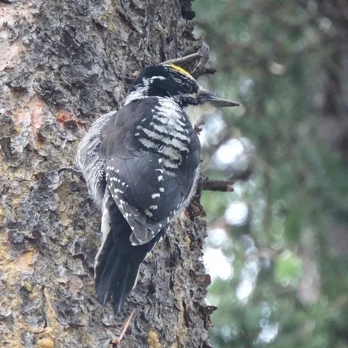 American Three-toed Woodpecker