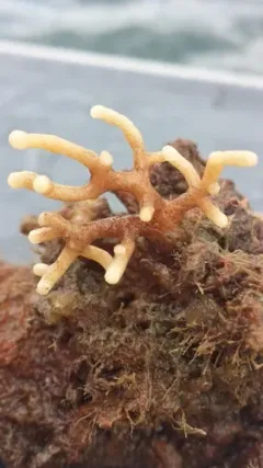 Heteropora alaskensis thumbnail 4