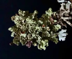 Eastern Candlewax Lichen thumbnail 2
