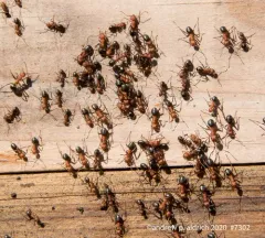 Eastern Mound Ant thumbnail 4