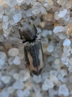 Paracardiophorus cardisce thumbnail 2