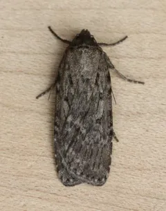 Spaelotis bicava thumbnail 3