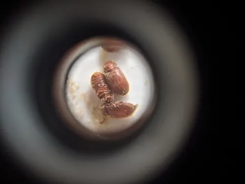 Drugstore Beetle
