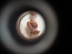 Drugstore Beetle thumbnail 1