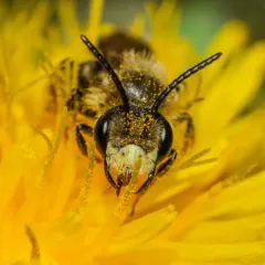 Cresson's Mining Bee thumbnail 2
