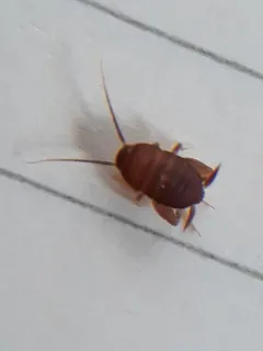 Desert Ant Cricket thumbnail 2