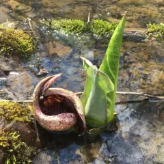 Eastern Skunk Cabbage thumbnail 3