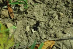 Villa hypomelas thumbnail 2