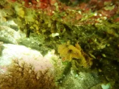 Lattice-Work Bryozoan thumbnail 4