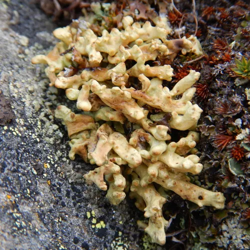 Frosted Finger Lichen
