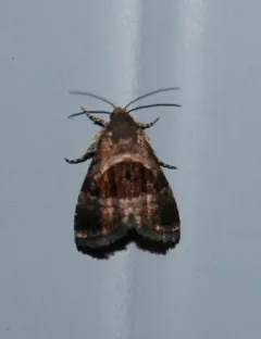 Rectangular Tripudia Moth thumbnail 2