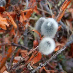 Tealeaf Willow thumbnail 3