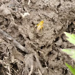 Golden Dung Fly thumbnail 2