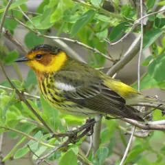 Cape May Warbler thumbnail 2